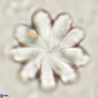 Discoaster geometricus 53925