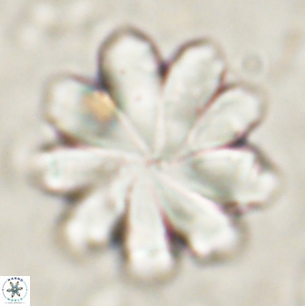 Discoaster geometricus 53925