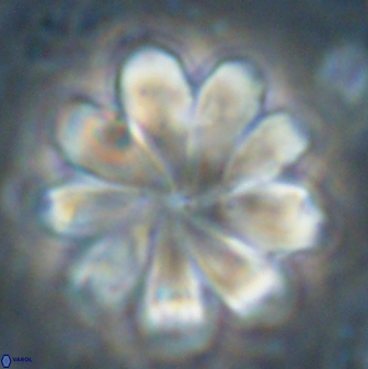 Discoaster geometricus 53926