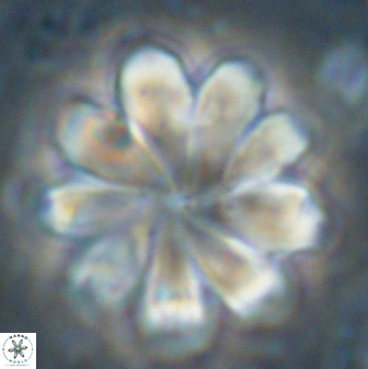 Discoaster geometricus 53926
