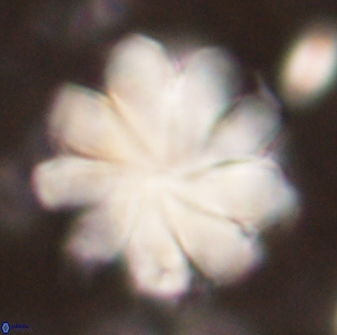 Discoaster geometricus 53927