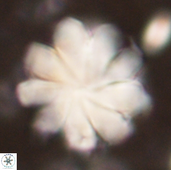 Discoaster geometricus 53927