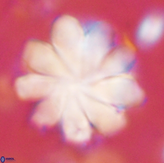 Discoaster geometricus 53928