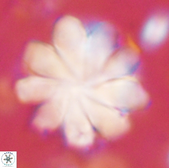 Discoaster geometricus 53928