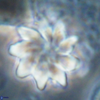 Discoaster gemmeus 43535