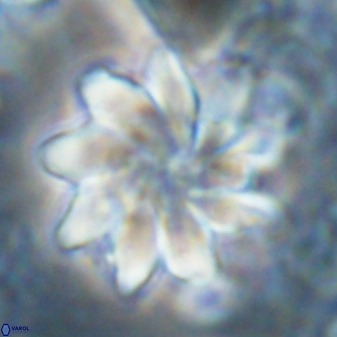 Discoaster gemmeus 43536