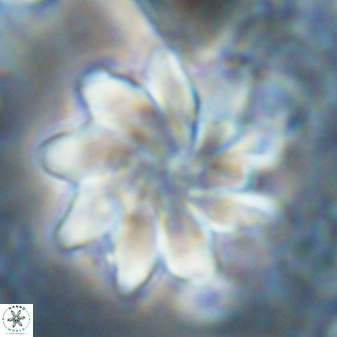 Discoaster gemmeus 43536