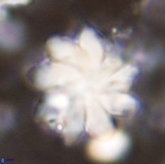 Discoaster gemmeus 43537