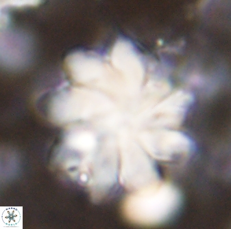 Discoaster gemmeus 43537