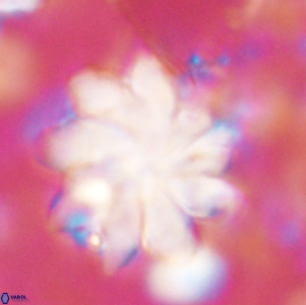 Discoaster gemmeus 43538