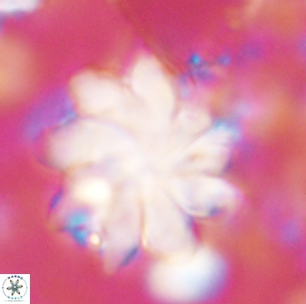 Discoaster gemmeus 43538
