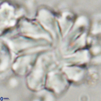 Discoaster gemmeus 45359