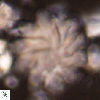 Discoaster gemmeus 45362