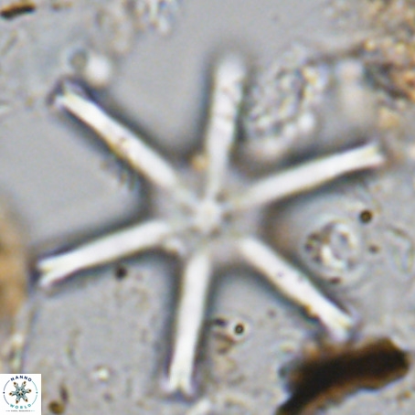 Discoaster giganteus VR 10440