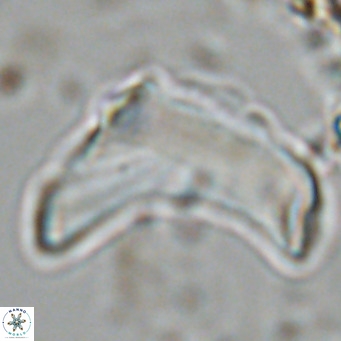 Discoaster giganteus VR 10458