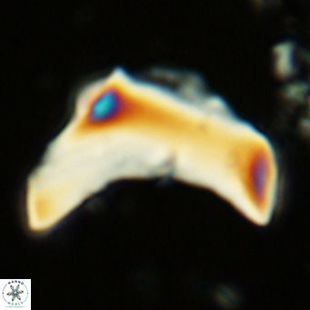 Discoaster giganteus VR 10460