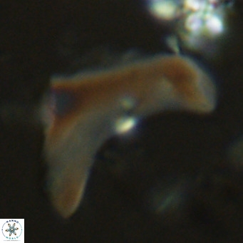 Discoaster giganteus VR 10463