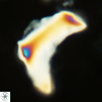 Discoaster giganteus VR 10464