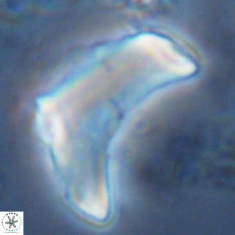Discoaster giganteus VR 10472