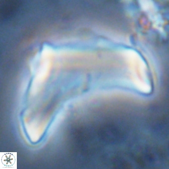 Discoaster giganteus VR 10473