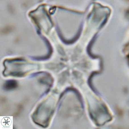 Discoaster giganteus VR 10401