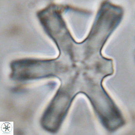 Discoaster giganteus VR 10403
