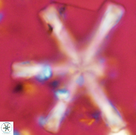Discoaster giganteus VR 10404