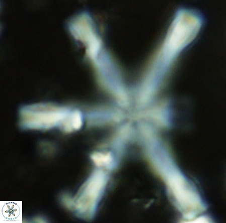 Discoaster giganteus VR 10405