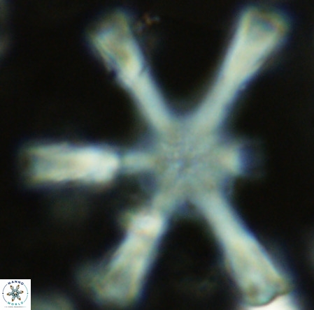 Discoaster giganteus VR 10406