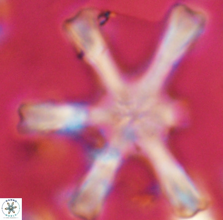 Discoaster giganteus VR 10407