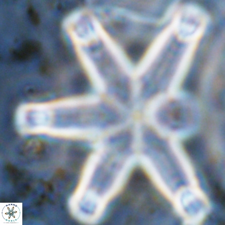 Discoaster giganteus VR 10410