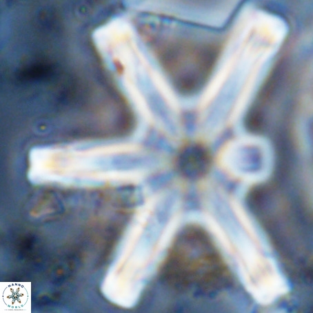 Discoaster giganteus VR 10411