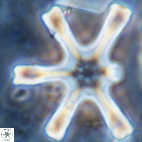 Discoaster giganteus VR 10412