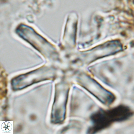 Discoaster giganteus VR 10416