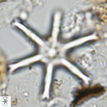 Discoaster giganteus VR 10417