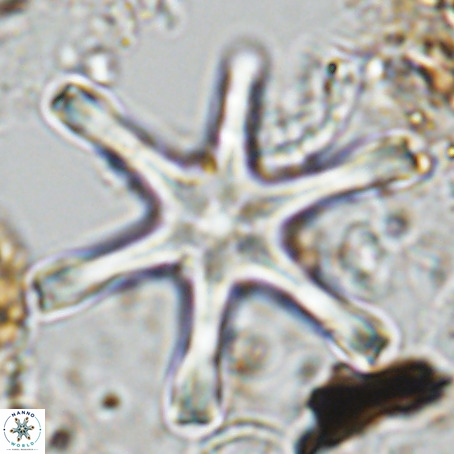 Discoaster giganteus VR 10418