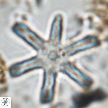 Discoaster giganteus VR 10421