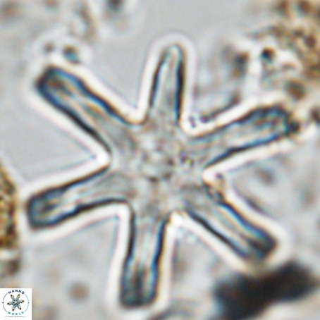 Discoaster giganteus VR 10422