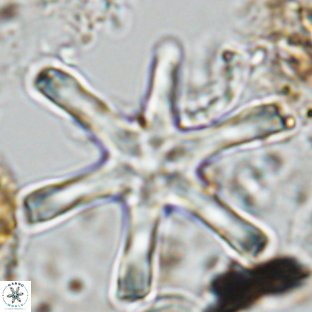 Discoaster giganteus VR 10423
