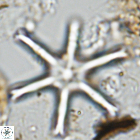 Discoaster giganteus VR 10424