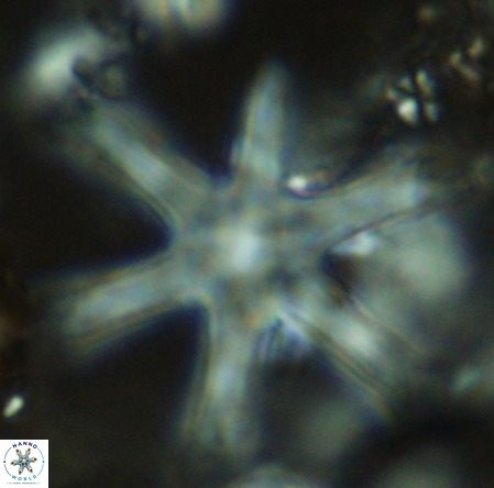 Discoaster giganteus VR 10426