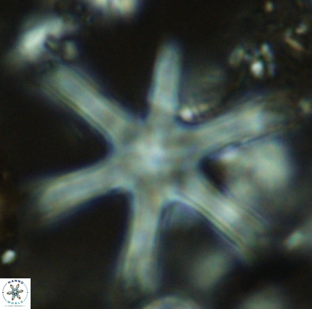 Discoaster giganteus VR 10431