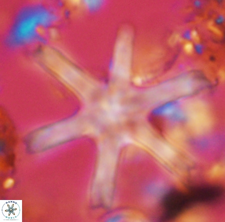 Discoaster giganteus VR 10432