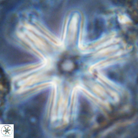 Discoaster giganteus VR 10433