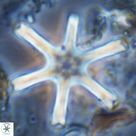 Discoaster giganteus VR 10434