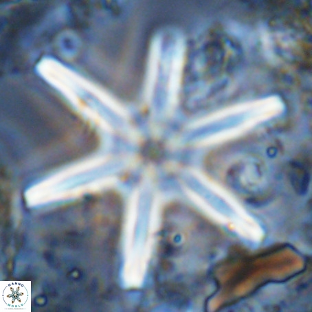 Discoaster giganteus VR 10435