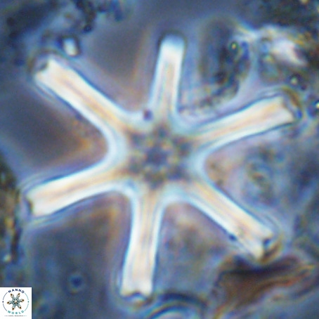 Discoaster giganteus VR 10436