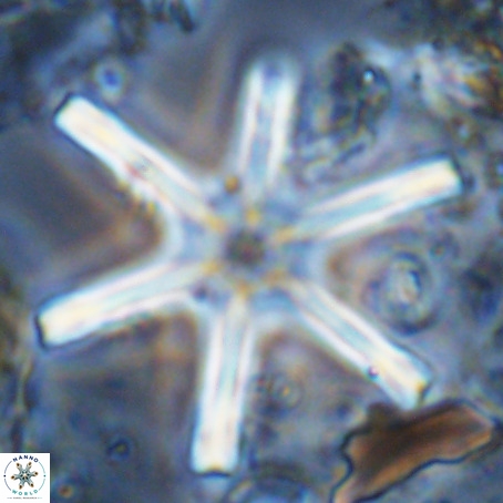 Discoaster giganteus VR 10437