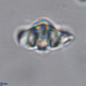 Discoaster hughesii VR 20088