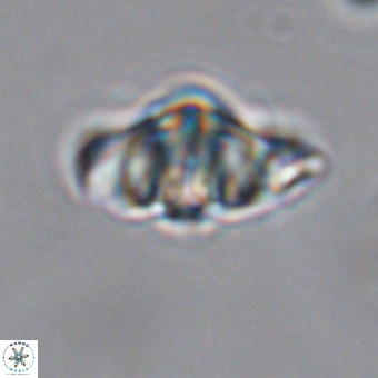 Discoaster hughesii VR 20088